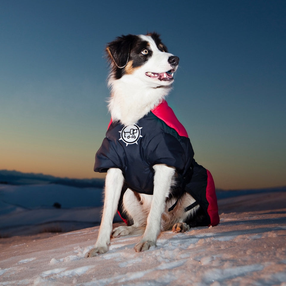 Goose down top jacket for dogs
