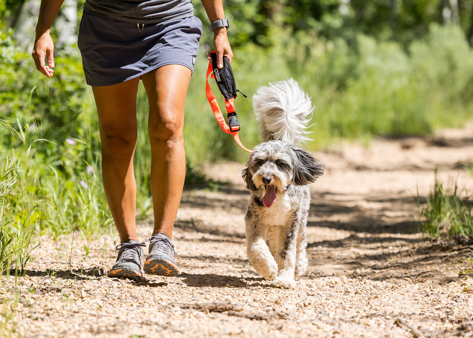 Scout Leash - Follow, Play, Explore